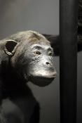 museum voor natuurwetenschappen brussel 11-2022 5579
